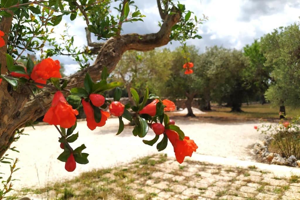 Trullo Mami Βίλα Putignano Εξωτερικό φωτογραφία