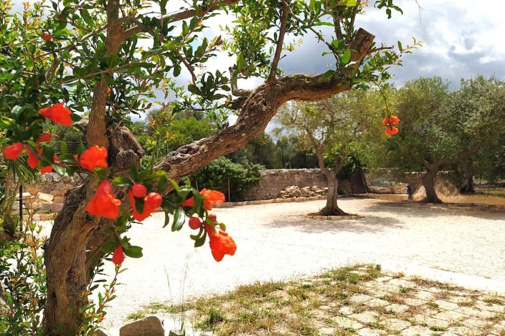 Trullo Mami Βίλα Putignano Εξωτερικό φωτογραφία